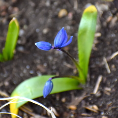 Scilla siberica