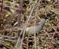 Passer domesticus