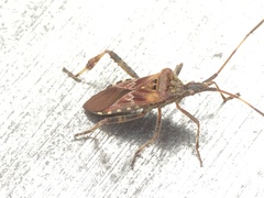 Leptoglossus occidentalis