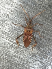 Leptoglossus occidentalis