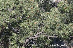 Schinopsis lorentzii