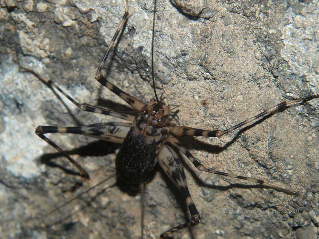 Phaeophilacris spectrum