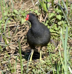 Gallinula chloropus