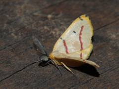 Phoenicocampa terinata