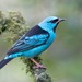Dacnis cayana - Photo (c) Hudson Martins Soares, μερικά δικαιώματα διατηρούνται (CC BY-NC), uploaded by Hudson Martins Soares
