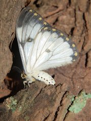 Pseudaphelia apollinaris