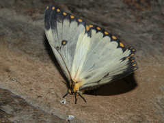 Pseudaphelia apollinaris