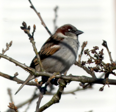 Passer domesticus