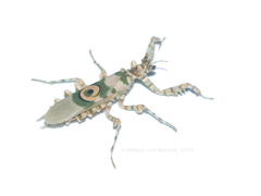 Pseudocreobotra wahlbergi