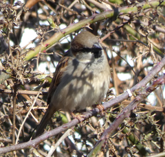 Passer domesticus