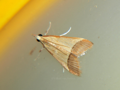 Pseudonoorda rubricostalis