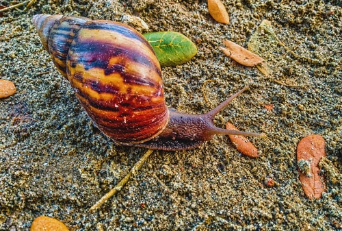 African Giant Snail