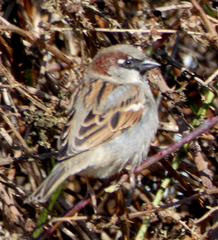 Passer domesticus