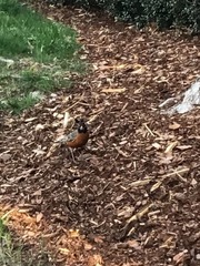 Turdus migratorius