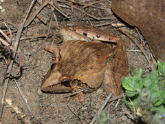 Ptychadena oxyrhynchus