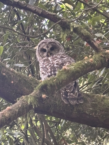 Barred Owl