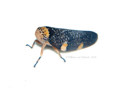 Ptyelus grossus