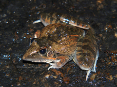 Ptychadena oxyrhynchus
