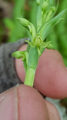 Platanthera aquilonis