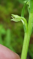 Platanthera aquilonis