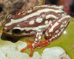 Hyperolius parallelus