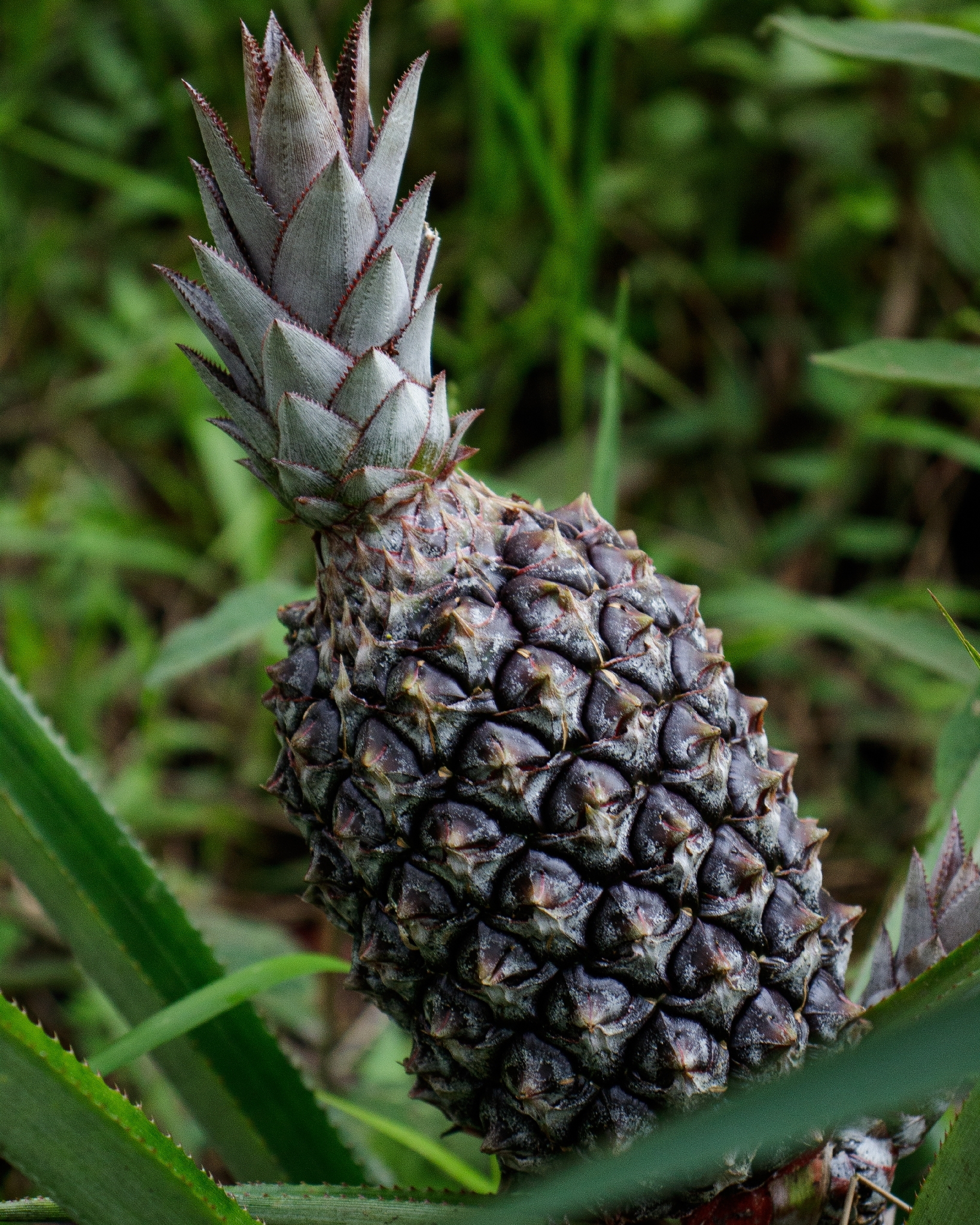 Ananas comosus