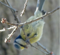 Cyanistes caeruleus