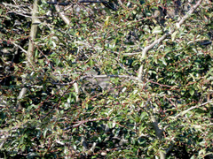 Prunus spinosa