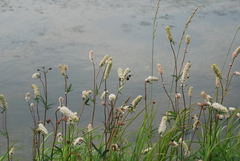 Sanguisorba tenuifolia