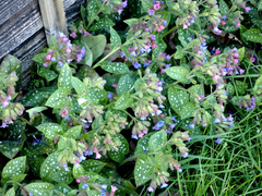 Pulmonaria officinalis