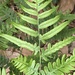 Tailed Bracken Fern - Photo (c) mikewinters, some rights reserved (CC BY-NC)