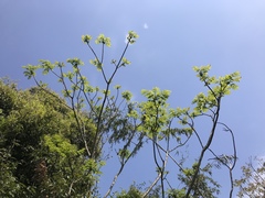 Zanthoxylum ailanthoides ailanthoides