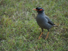 Acridotheres ginginianus