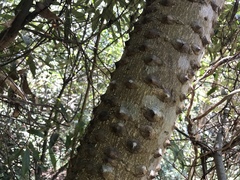 Zanthoxylum ailanthoides ailanthoides