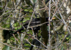 Turdus merula