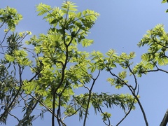 Zanthoxylum ailanthoides ailanthoides