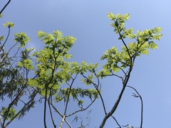 Zanthoxylum ailanthoides ailanthoides