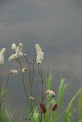 Sanguisorba tenuifolia