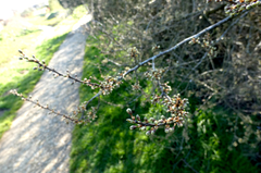 Prunus spinosa