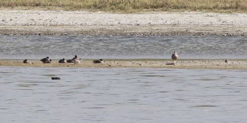 iNaturalist image