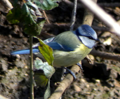 Cyanistes caeruleus