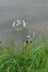 Sanguisorba tenuifolia