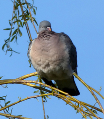 Columba palumbus