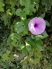 Ipomoea ficifolia