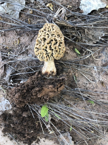 American yellow morel