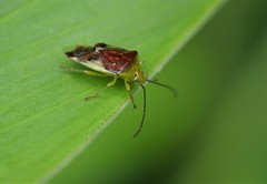 Elasmostethus nubilus