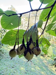 Passiflora emarginata, photograph (c) John Ocampo, some rights reserved (CC BY)