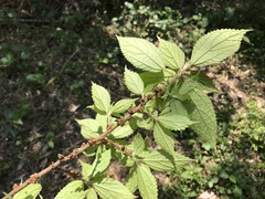 Oreocnide
