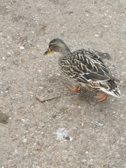 Anas platyrhynchos