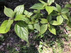 Oreocnide